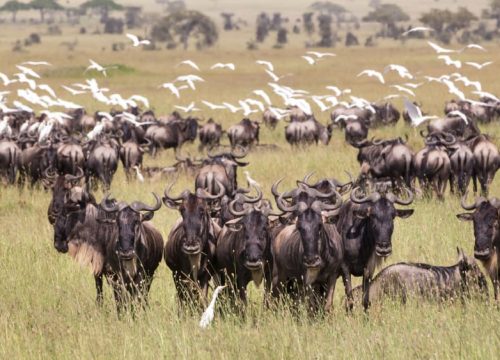 7 days safaris to Central Serengeti National Park